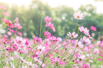 Cosmos flowers in nature, sweet background, blurry flower background, light pink and deep pink cosmos.