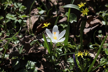 Fototapeta premium white crocus in the forest