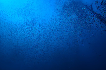 under water ocean / landscape underwater world, scene blue idyll nature