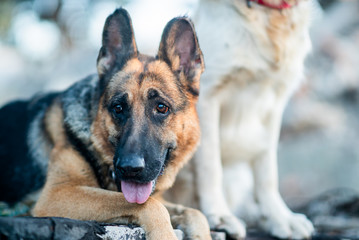cute Beagle puppy 3 months running happy over the meadow with a red ball