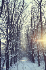 winter landscape in the forest / snowy weather in January, beautiful landscape in the snowy forest, a trip to the north