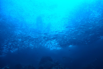 Fototapeta na wymiar under water ocean / landscape underwater world, scene blue idyll nature