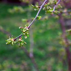 Spring seasonal flowering of trees concept - natural plant background and texture