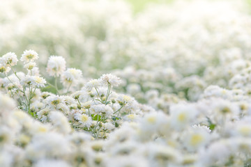 white chrysanthemum flowers, chrysanthemum in the garden. Blurry flower for background, colorful plants.