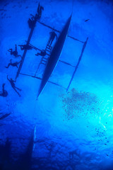 snorkeling whale shark / Philippines, diving with sharks, underwater scene