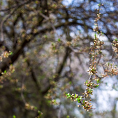 Spring seasonal flowering of trees concept - natural plant background and texture