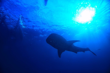 Fototapeta premium whale shark scene landscape / abstract underwater big sea fish, adventure, diving, snorkeling