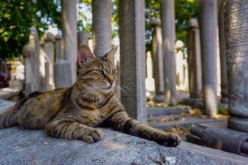 Obraz premium Cat laying in the historic ottoman cemetery in Istanbul Turkey