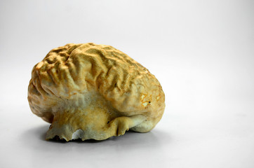 Brain mushroom on white background