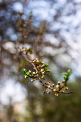 Spring seasonal flowering of trees concept - natural plant background and texture