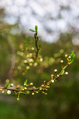 Spring seasonal flowering of trees concept - natural plant background and texture