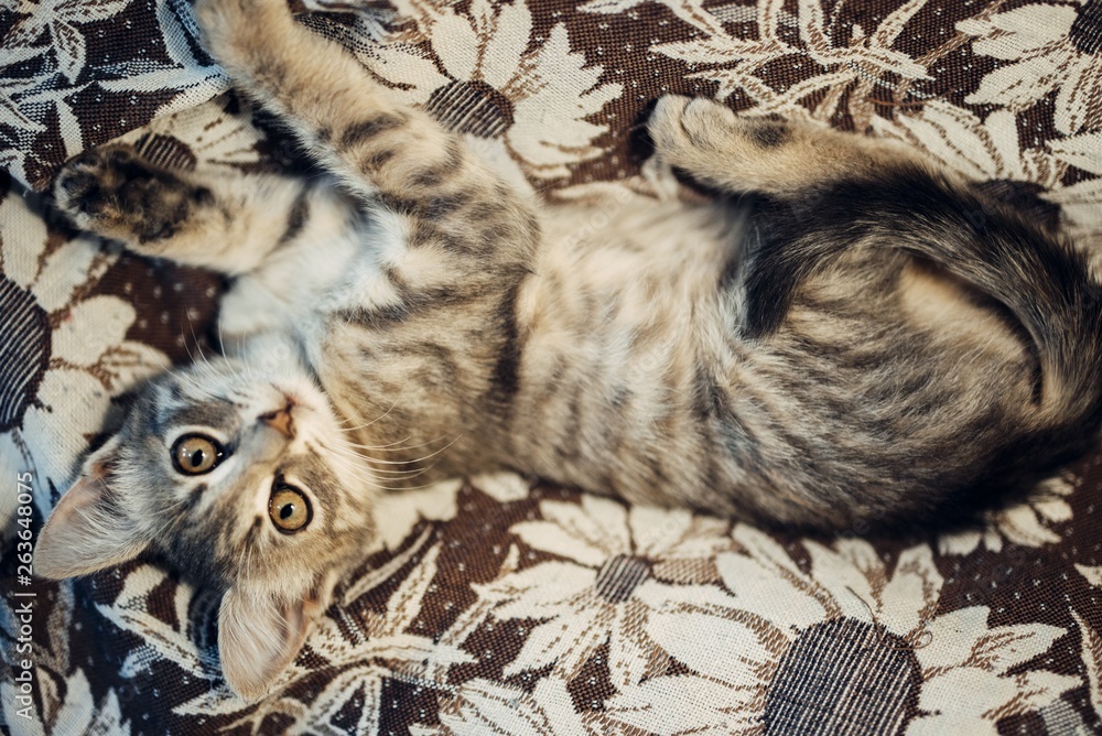 Wall mural cute ginger kitten exploring the world