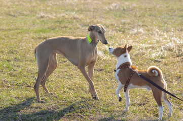 Obraz na płótnie Canvas Basenji male (right) and hortaya borzaya female (left) dog first snifing around