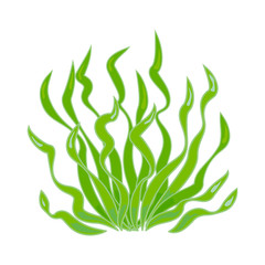 Seaweed green. Sea underwater flora, aquarium kelp. Ocean plants