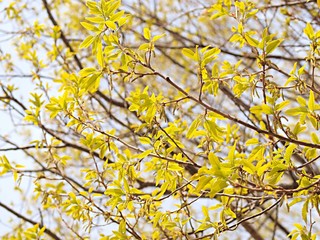 アベマキの新緑