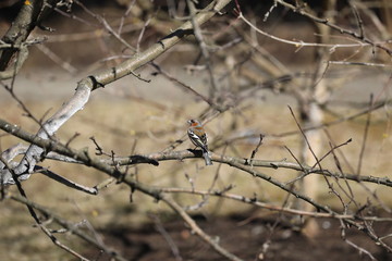 chaffinch