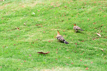 Two Hoopoe bird sitting on green grass close-up