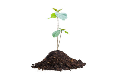 young plant in soil isolated on white background