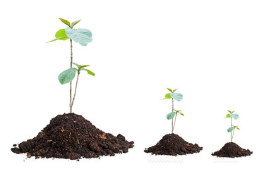 young plant in soil isolated on white background