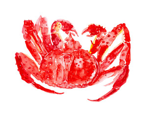 Cooked red king crab. Watercolor illustration isolated on white background