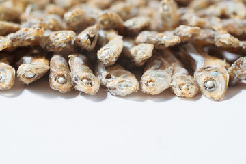Side view of arranged small dried fish on white paper with copy space