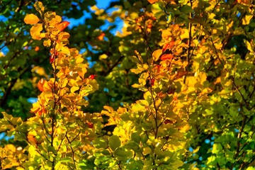 Obraz premium autumn leaves on tree