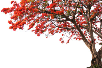 Fototapeta premium Big tree isolated on white background