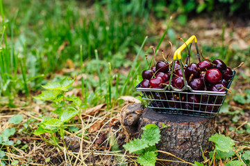Mini shopping basket full of fresh red ripe cherries on green background