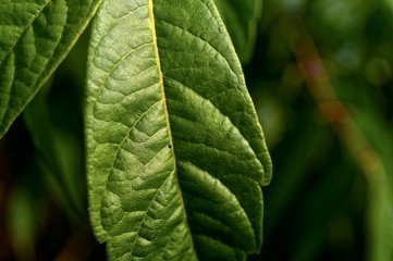 green leaf