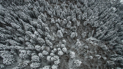 Aerial view of a snowy forest