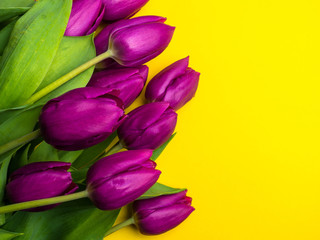 Beautiful bouquet of purple tulips, Liliaceae Lilieae tulipa, with green leaves isolated on yellow.