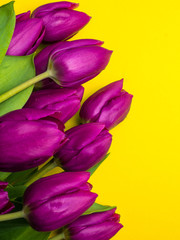 Obraz premium Beautiful bouquet of purple tulips, Liliaceae Lilieae tulipa, with green leaves isolated on yellow.