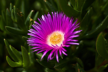 Purple and yellow flower