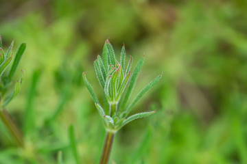 Bedstraw Leaves in Springtime
