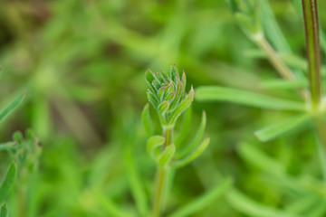 Bedstraw Leaves in Springtime