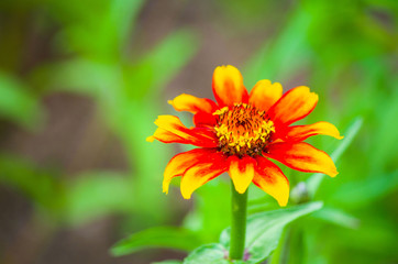 beautiful wild flower in the meadow: color orange