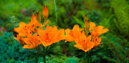 beautiful wild flower in the meadow: color orange