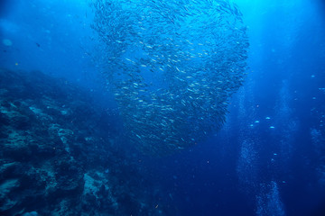 diving into water / sea scene, rest in the ocean, wildlife under water