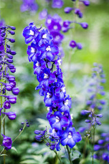 beautiful wild flower in the meadow: color purple