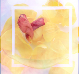 yellow petals background / abstract background, spring flower petals in frame