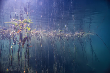 underwater green landscape / nature underwater eco ecology lake, wild diving
