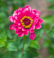 Obraz premium beautiful wild flower in the meadow: color fuchsia