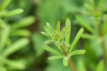 Bedstraw Leaves in Springtime