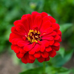 beautiful wild flower in the meadow: color red