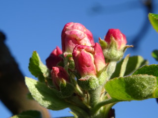 Blüte eines Apfelbaums