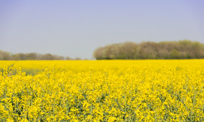 Obraz premium Field of oil-seed rape