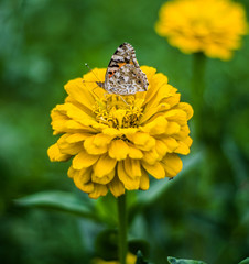beautiful yellow flower with large butterfly