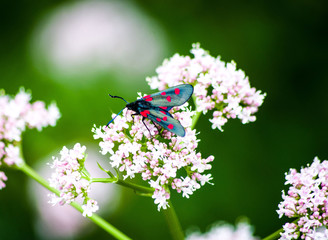 black and red butterfly on white flower