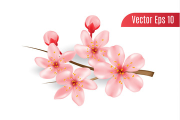 realistic 3d cherry blossom on isolated background, sakura flower with branch