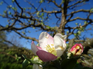 Blüte eines Apfelbaums